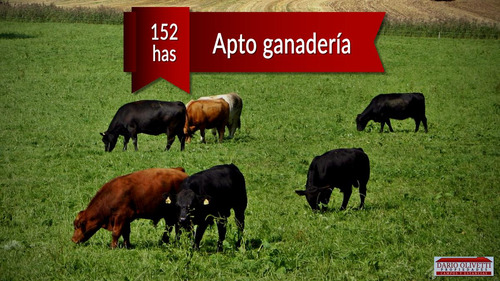 Venta Campo Ganadero 152 Has San Jaime Entre Rios