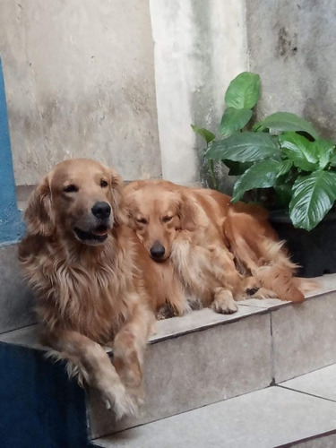 Imagem 2 de 5 de Filhotes De Golden Retriever