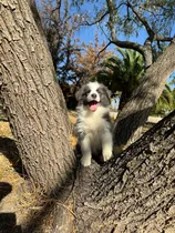 Comprar Border Collie Apto A Pedigree Internacional