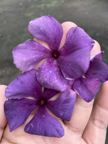 47 Sementes Vinca Madagascar Exóticas Raras.