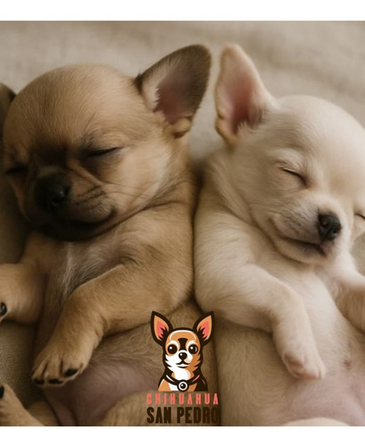 Chihuahua 19 Blanco