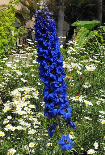 200 Sementes De Delphinium Imperial Esporinha Flor P/ Jardim