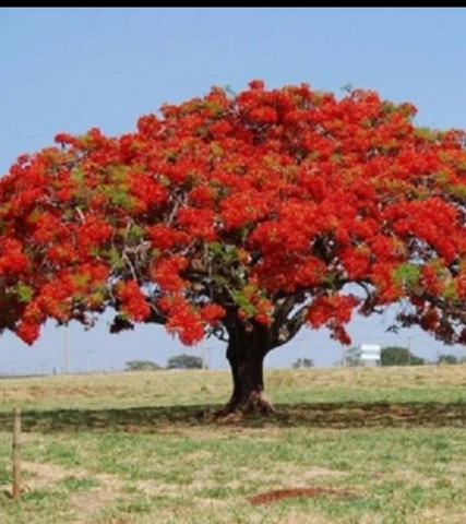 40 Sementes De Flamboyant Vermelho Árvore Reflorestamento