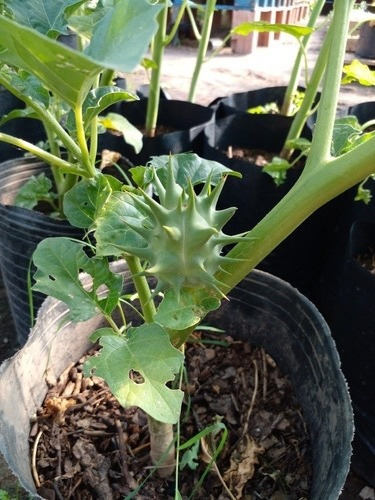 Datura Ferox - Chamico - Cultivos Organicos