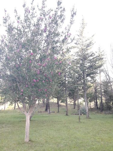 Imagen 8 de 14 de Chacra En Venta En Yacanto, Cordoba (15 Has)