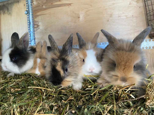 Imagen 10 de 12 de Conejos Enanos. Son Un Peluche!