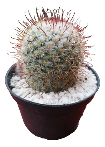 Planta Cactus Mammillaria 