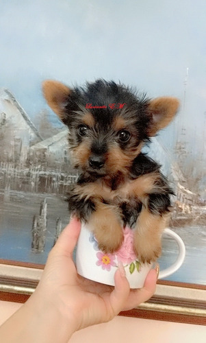 Yorkshire Terrier Bello Cachorrito 550 Yorky Mini Toy Puro