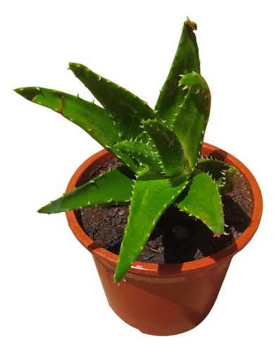 Aloe De Roca O Perfoliata 12 Cms Planta + Macetero Y Plato 