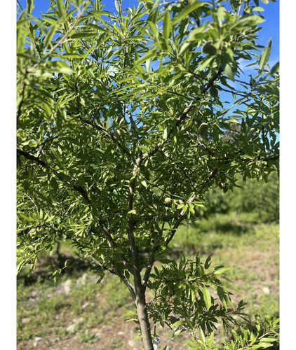 Parcela De 1,5 Hec. Arboles Frutales