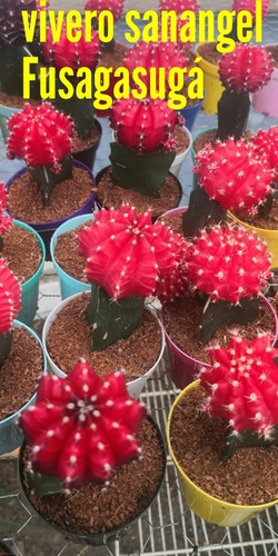 Cactus Coreanos. Rojos.
