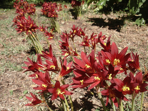 4 Bulbos De Azuenita Roja (rodophiala Bifida)