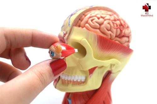 Imagem 4 de 6 de Anatomia Da Cabeça Humana