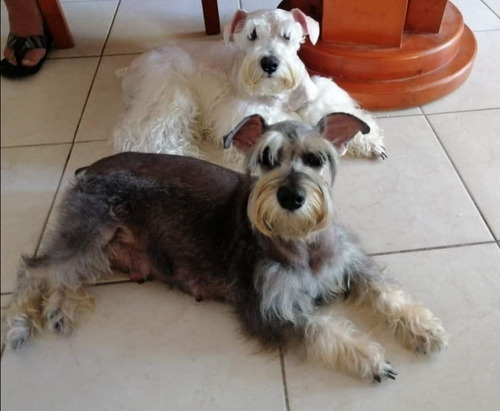 Schnauzer Miniatura Excelente Calidad