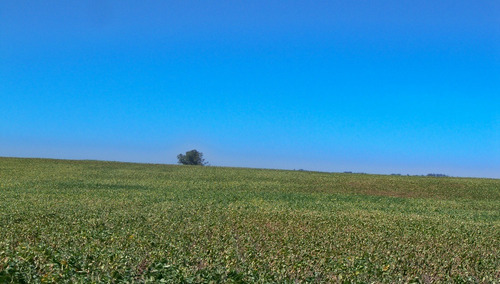 Campos Venta127 Has Agrícolas Nueva Palmira Colonia