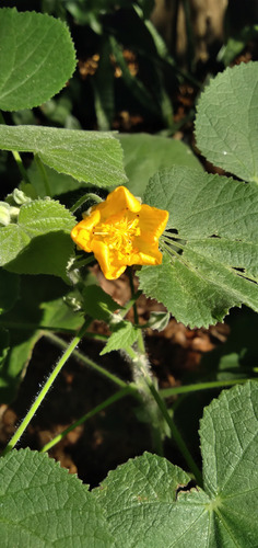 Malvavisco Grande-abutilon Grandifolium-malva De Monte Amarillo