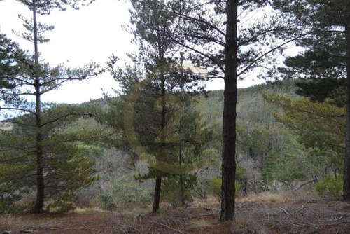 Terreno Tunquén: Naturaleza Y Vista Al Mar
