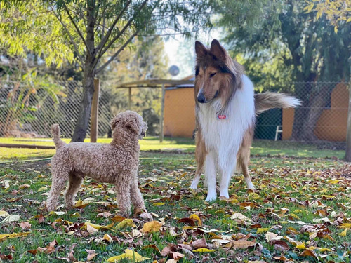 Guardería Canina