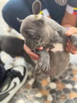Comprar Cachorros Bulldog Francés
