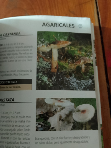 Miniguia Setas (Usado)