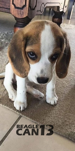 Cachorro Beagle 005