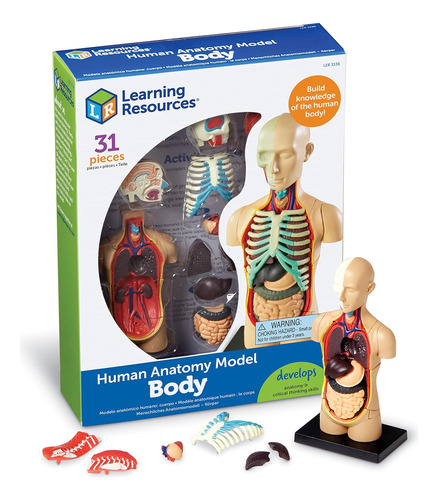 Human Body Model De Learning Resources, Ciencias Para Niños