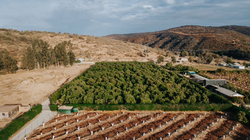 Colmo, Terreno Plano Paltos En Producción