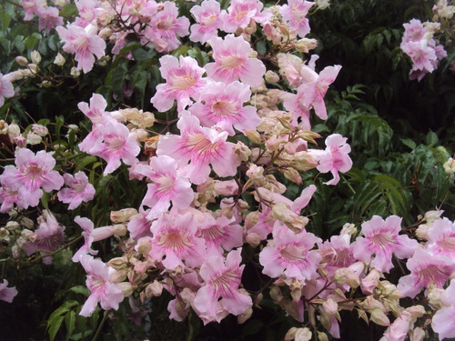 Planta De Bignonia Spectabilis Campanita Enredadera Rosa