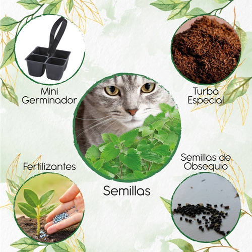 100 Semillas De Nepeta Cataria + Mini Kit De Germinación