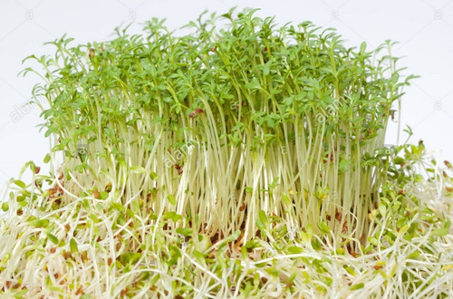 Semillas De Alfalfa Ideal Para Hacer Germinados 1kg