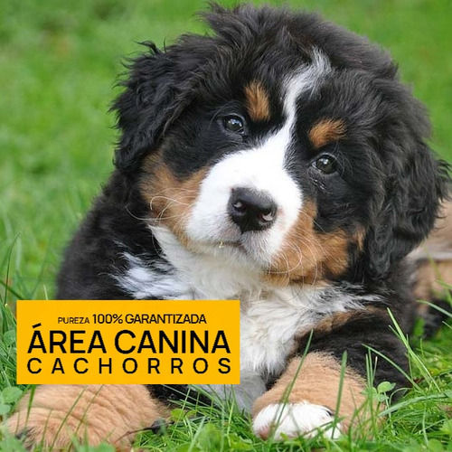 Boyero De Berna Cachorros, Pureza + Genetica Y Porte 100%