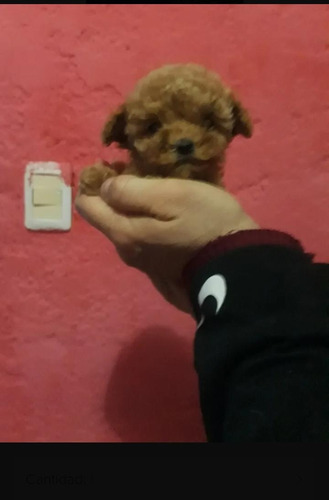 Imagen 1 de 8 de Caniche Micro,mini Y Toy