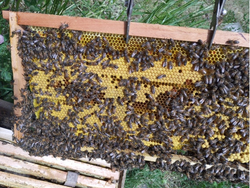 Colmenas ,nucleos,reinas De Está Temporada 