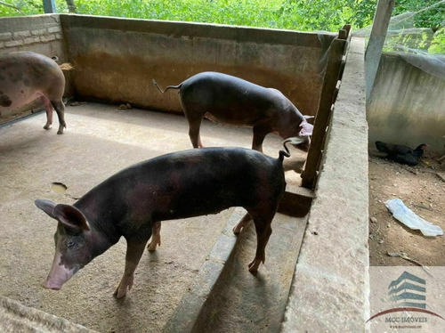 Imagem 10 de 10 de Granja A Venda Em Macaíba