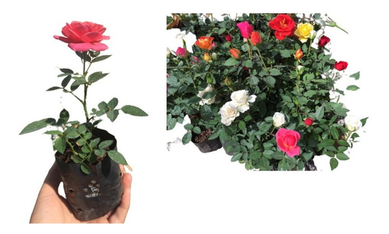 Rosa Colombiana | MercadoLivre 📦