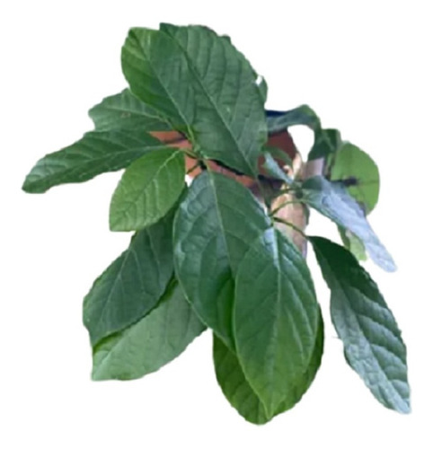 Hojas Frescas De Aguacate 500g