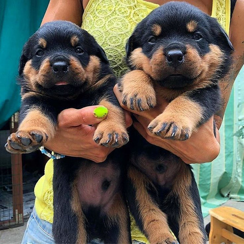 Cachorros Rottweiler Alemán 