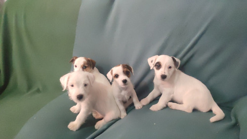 Jack Russell Terrier