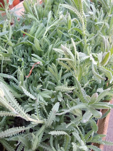 Promo Cajon 15 Plantas De Frutillas - Huerta - Maceta 12