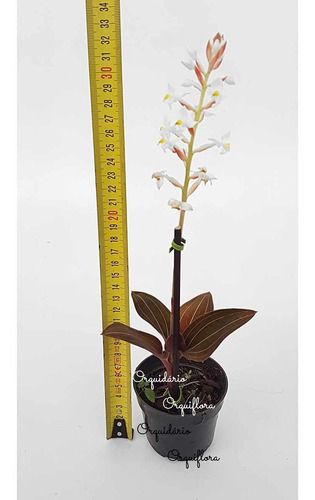 Orquídea Pipoca Ludisia Discolor Planta Adulta Natural | MercadoLivre