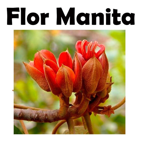 Flor De Manita Seca | MercadoLibre ????