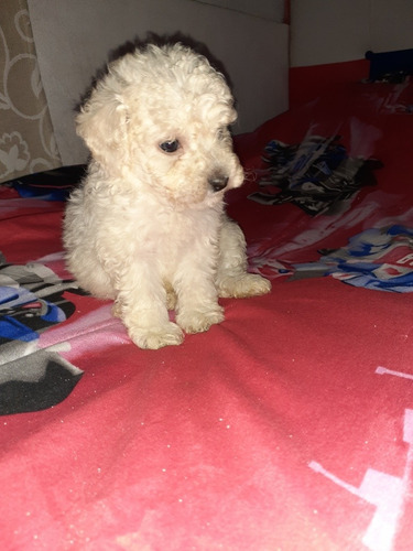 Imagen 6 de 7 de Caniche Toy