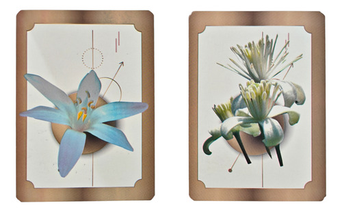 Flores De Bach, Kit 1 Guia Rapida Y 39 Tarjetas A Color