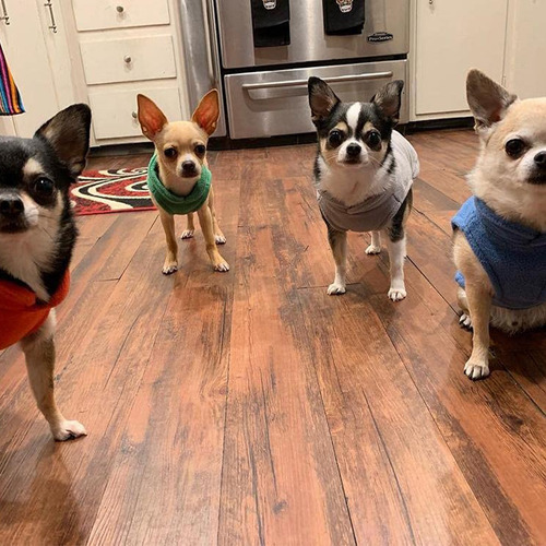 Chaqueta De Forro Polar Con Anillo Suéter Perros Pequeños
