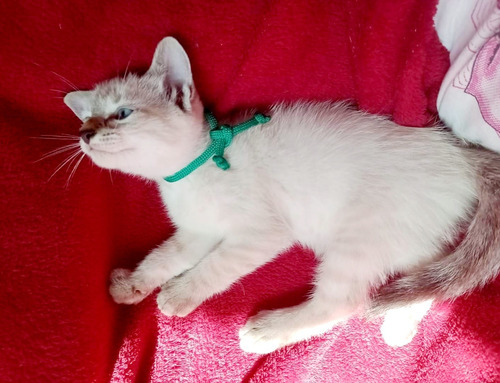 Gatinho Siamês Tabby Point Macho 4 Meses Lindão