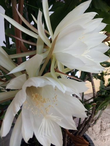 Imagen 7 de 10 de Esqueje Sin Raíz 30cm- Epiphyllum Oxypetallum Reyna De Noche