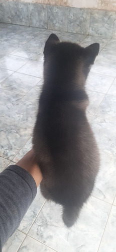 Imagem 3 de 5 de Husky Siberiano