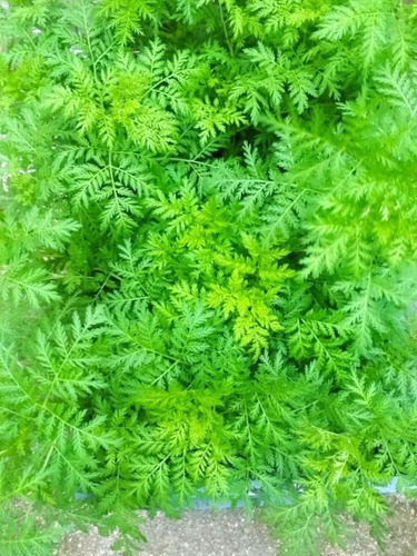 Artemisia Annua Seca Para Té
