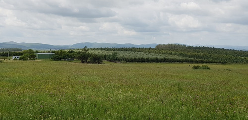 Hermoso Campo De Olivos 43 Hectáreas En Lavalleja