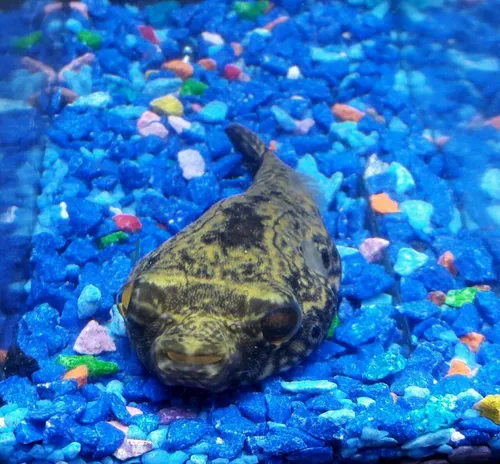 Dragon Puffer Globo Tetraodon Palembangensis Tropical Polypt